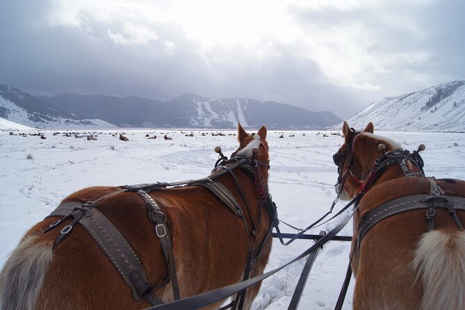 Luxury 1/2 Day Winter Grand Teton Tour & Sleigh Ride - Highlights of the Tour