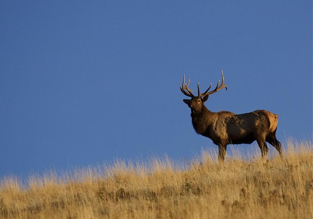 Luxury Private Half-Day Grand Teton National Park Tour - Tour Overview