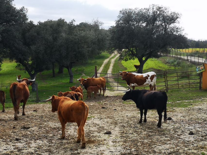 Madrid: Half-Day Bull Breeding Farm Tour - Tour Overview