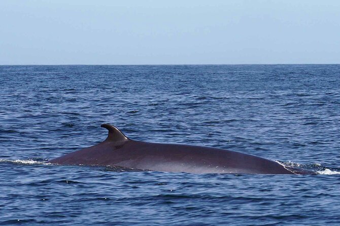 Magic Dolphin Sea Safaris - Overview of Magic Dolphin Sea Safaris