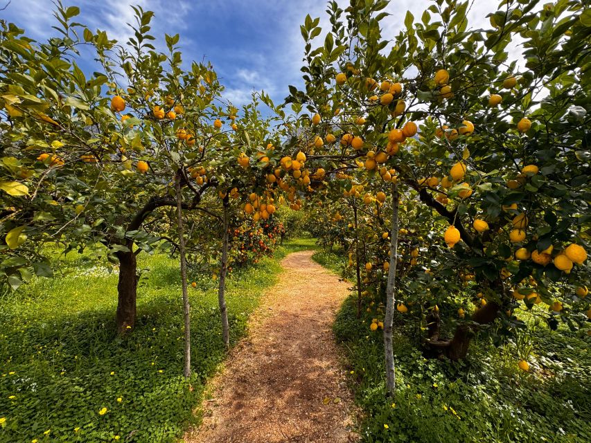 Mallorca - a Paradise for Wine Lovers - Mallorcas Wine Culture