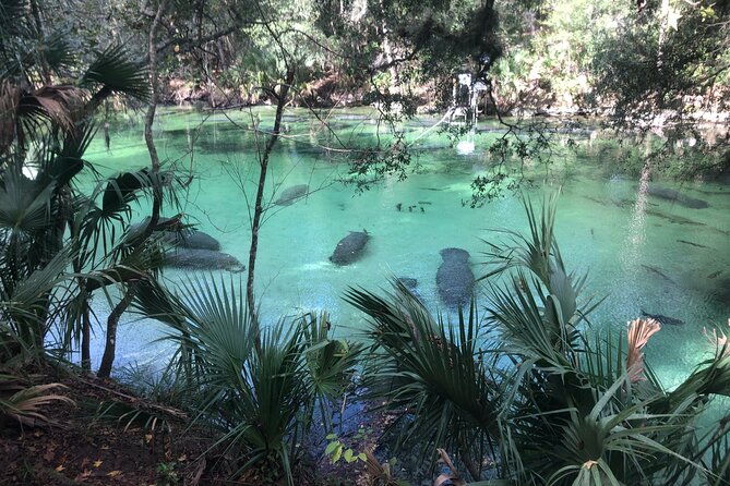 Manatee Discovery Kayak Tour for Small Groups Near Orlando