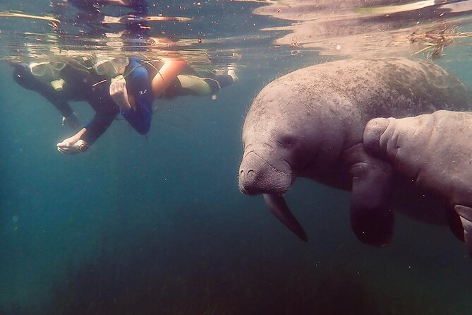 Manatee Snorkel Tour From American Pro Diving Center - Included in the Tour