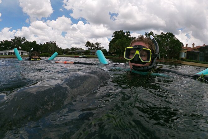 Manatee Snorkeling Crystal River Florida Semi-Private