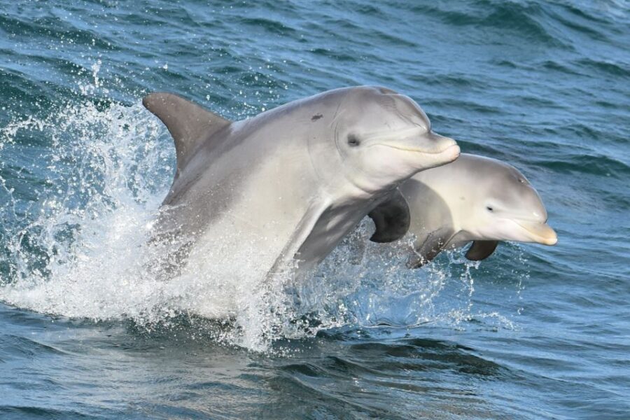 mandurah-dolphin-and-views-cruise-with-optional-lunch-tour-overview-and-pricing