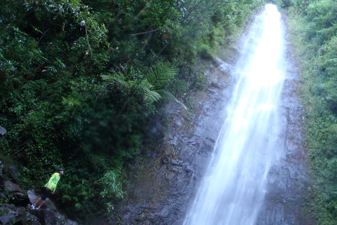 Manoa Waterfalls Hike With Local Guide