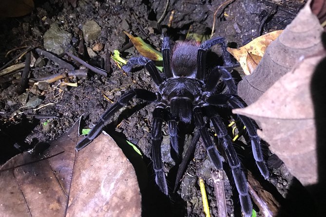 Manuel Antonio Jungle Night Tour With Pick up Included - Tour Overview and Details