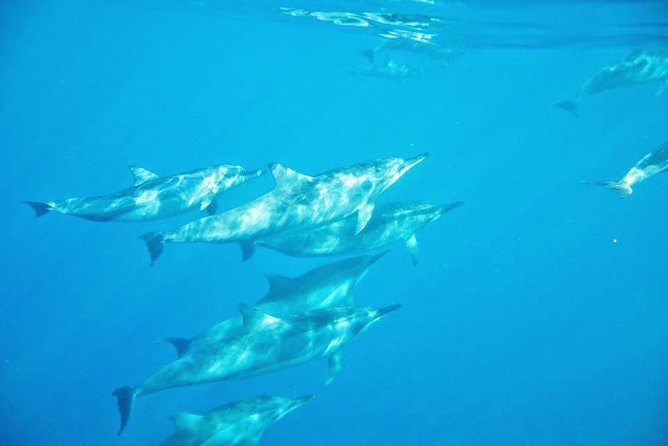 Mauritius Wild Dolphin Swim With Hotel Transfers (Private or Shared)