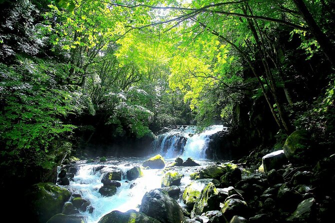 Meditation Experience in Nature With Primeval Forest and Springs