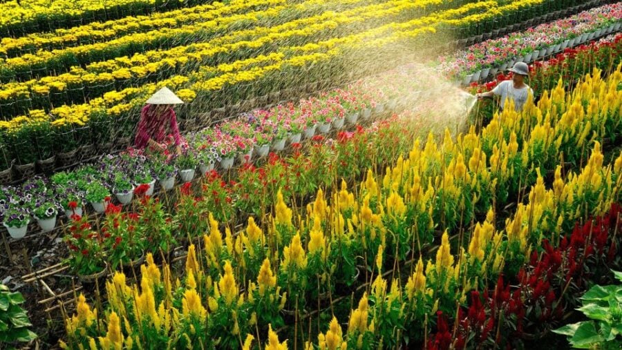 Mekong Delta Tour 2-Day (SaDec – Can Tho - My Tho - Ben Tre) - Tour Overview