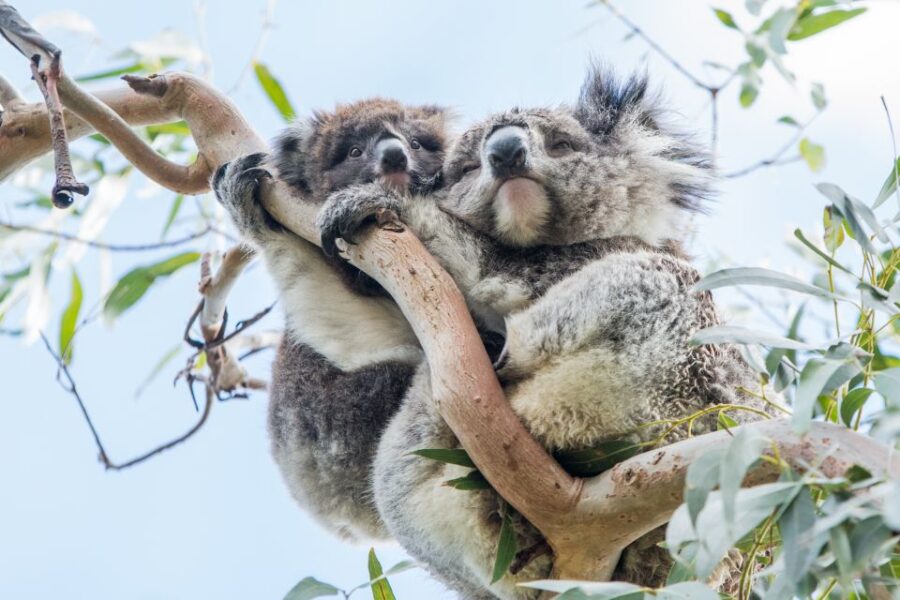 Melbourne: 2-Day Great Ocean Road & Grampians Tour