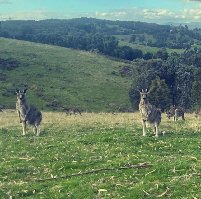 Melbourne: Yarra Valley Chandon, Cheese, Chocs and Kangaroos - Tour Duration and Departure/Return