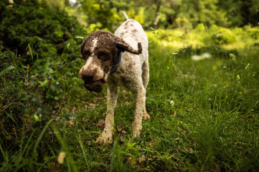 Meteora Truffle Hunting Experience With Lunch & Museum Visit - Tour Overview