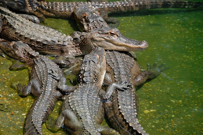 4 Best Full-Day Tours In Miami