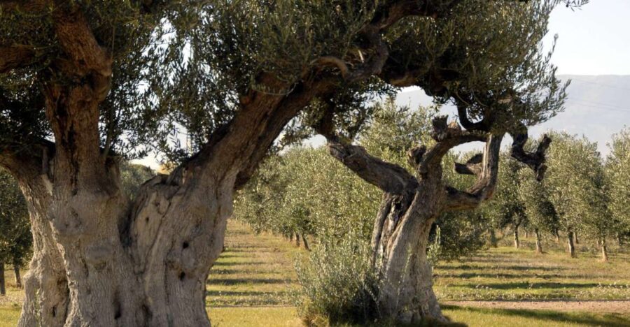Midday Olive Oil Tour and Visit to Old Town of Belchite