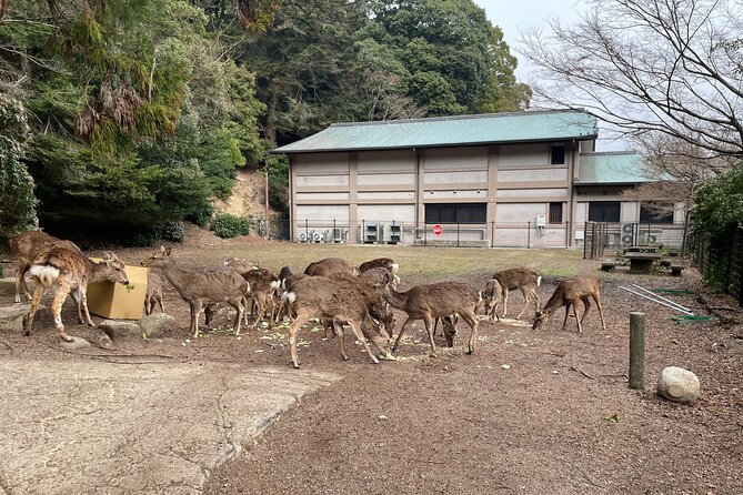 miyajima-island-tour-with-certified-local-guide-tour-overview