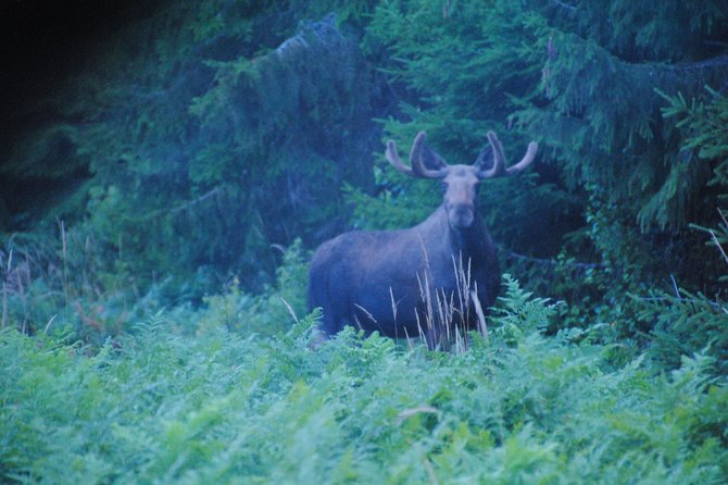 moose-safari-in-the-wild-sweden-tiveden-moose-spotting-in-the-wild