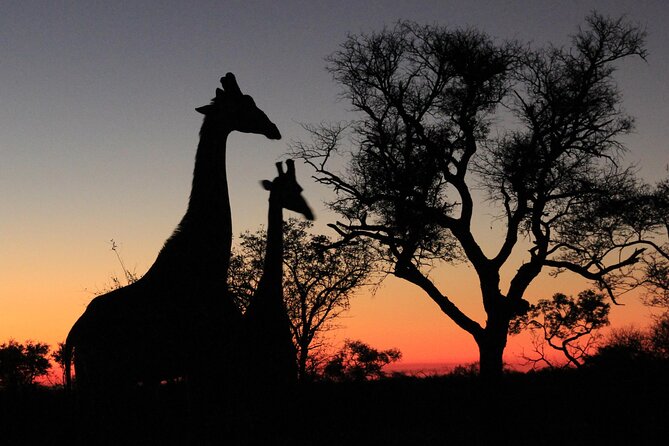 Morning Game Drive Safari Near Hoedspruit - Key Wildlife Sightings