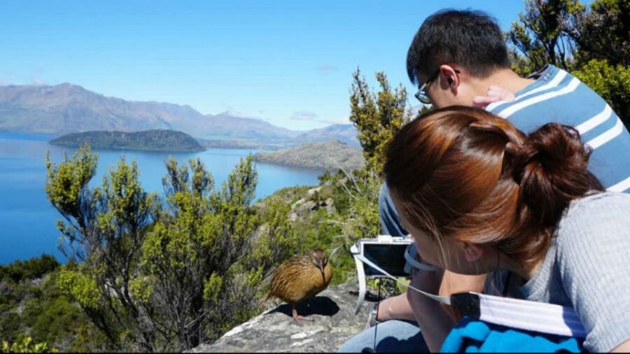 mou-waho-island-3-hour-cruise-and-nature-walk-overview-and-pricing