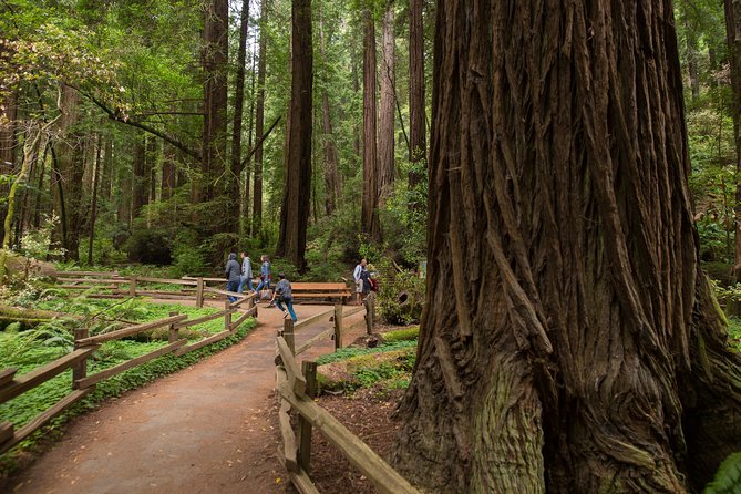 Muir Woods & Sausalito Half-Day Tour (Return by Bus or Ferry From Sausalito) - Tour Itinerary