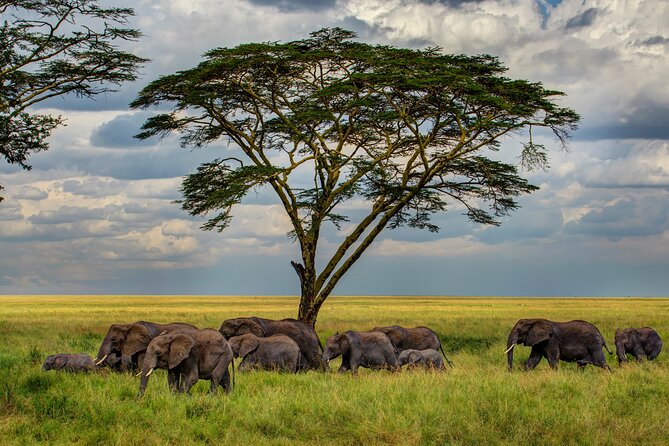 multi-day-camping-safari-experience-in-arusha-overview-of-the-safari-experience