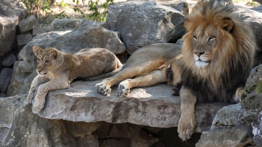 Munich: Skip-The-Line Hellabrunn Zoo Ticket With Transfers