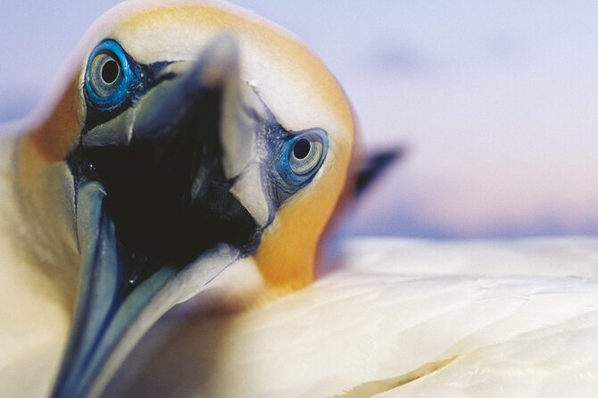 Muriwai Scenic Gannet & Wine Experience Incl. Lunch - Day Tour From Auckland