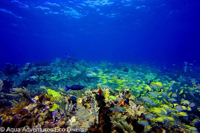 MUSA Museum and Colorful Reef 2 Tank Dive-Certified Divers - Inclusions and Logistics