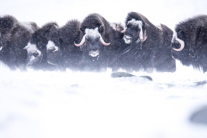 Musk Ox Safari in Dovrefjell National Park From Oppdal - Tour Details
