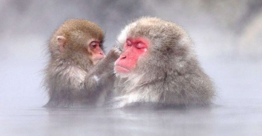 Nagano: Snow Monkeys, Zenkoji Temple & Sake Day Trip - Overview of the Day Trip