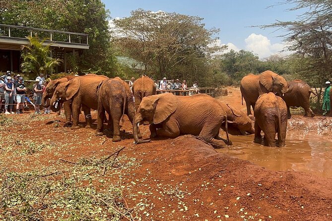 nairobi-national-park-baby-elephant-orphanage-and-giraffe-center-tour-overview