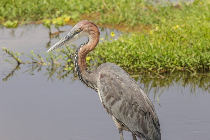 nairobi-national-park-day-tour-wildlife-viewing