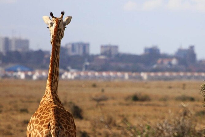 Nairobi National Park Group Shared Tour