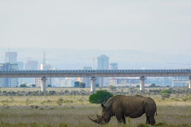 nairobi-national-park-guided-half-day-tour-game-drive-free-wifi-tour-overview