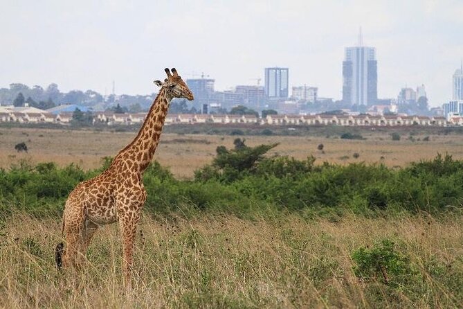 Nairobinational Park, Giraffe Center , Elephant and Blixen Museum