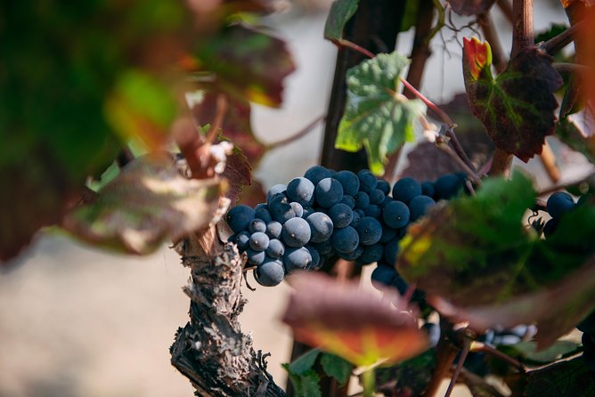 Napa and Sonoma Combo Wine Tour Including Castello Di Amorosa Winery