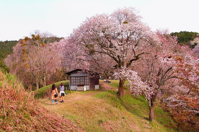 Nara Custom Full Day Tour