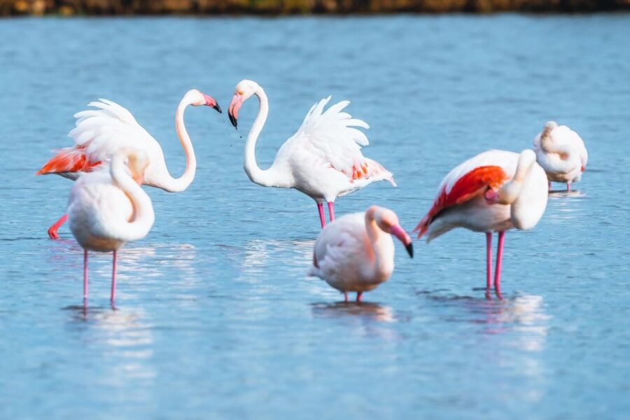 Natural Park of Albufera Des Grau: Hiking & Bird Watching - Park Overview