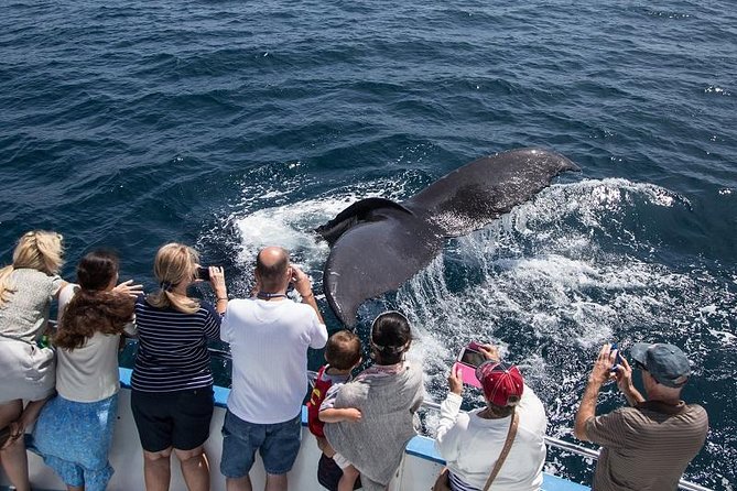 Newport Beach: Whale and Dolphin-Watching Cruise