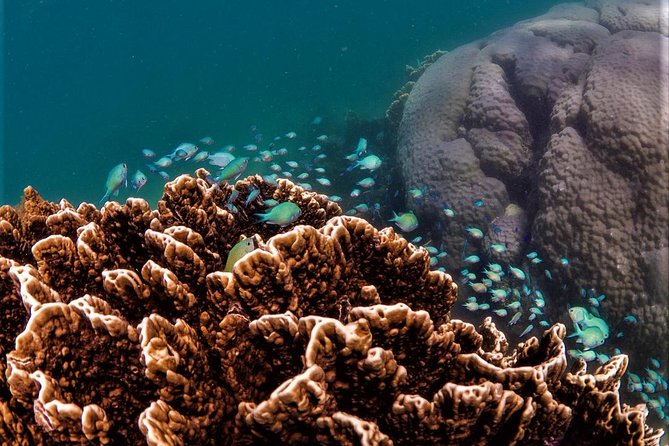 ningaloo-reef-snorkel-and-wildlife-adventure-overview-of-the-adventure