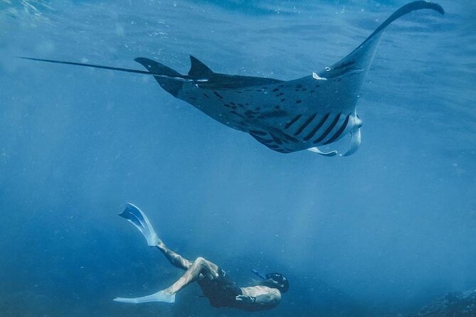 NNUSA Penida: Snorkeling at 2 - 4 Spots, Manta Point or Manta Bay