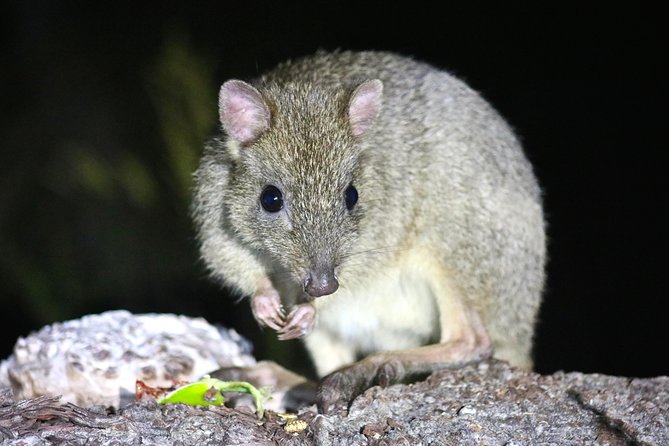 Nocturnal Wildlife Tour From Busselton or Dunsborough