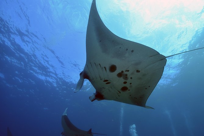 Nusa Penida Day Trip for 3 Dives - Included in the Package