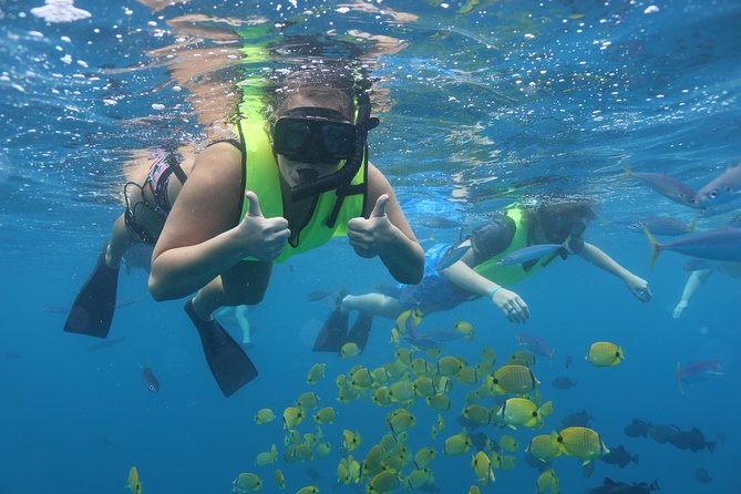 Oahu Dolphin Watch With Turtle Snorkel & Water Slide - Tour Overview