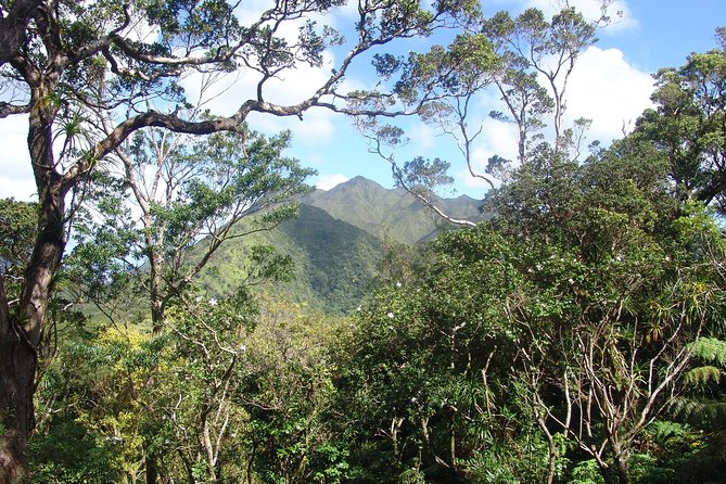 Oahu Volcanic Rainforest Hiking Adventure - Highlights of the Rainforest Exploration