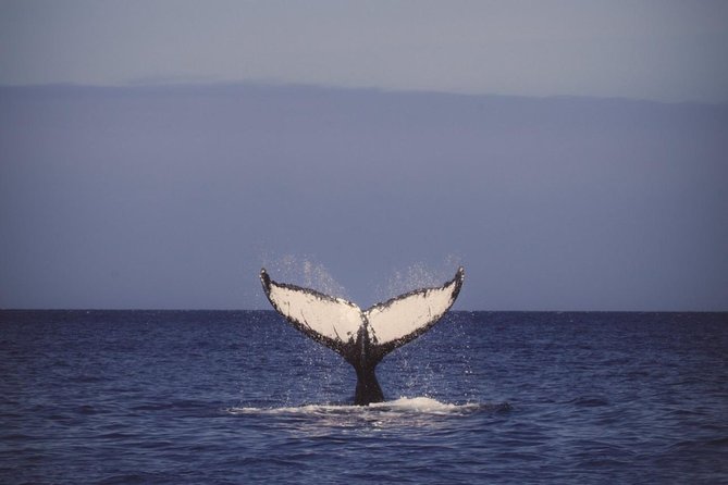 Oahu Whale Watching Excursion