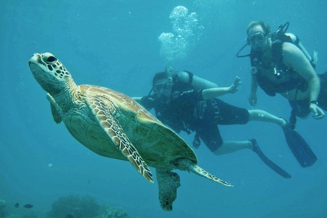 Ocean Freedom Great Barrier Reef Luxury Snorkel and Dive Cruise - Reef Exploration Experiences