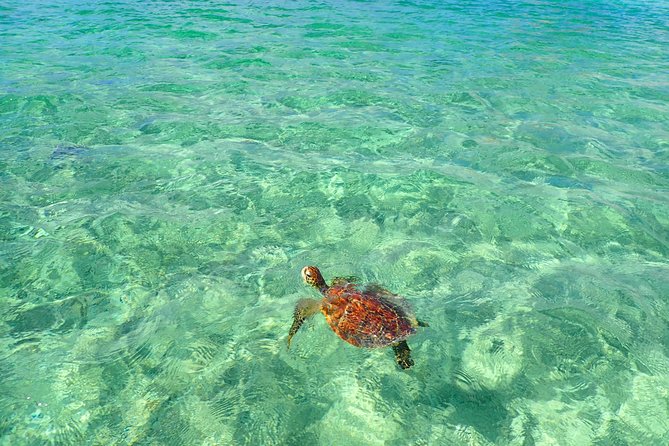 Okinawa Miyako SUP / Canoe + Sea Turtle Snorkeling!! (Half-Day Course)