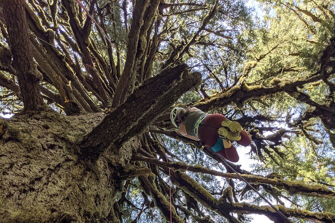 old-growth-tree-climbing-at-silver-falls-state-park-activity-and-equipment-provided