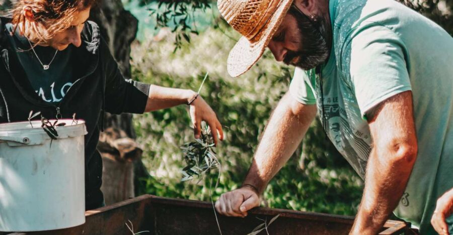 olive-harvesting-olive-oil-tasting-about-the-activity